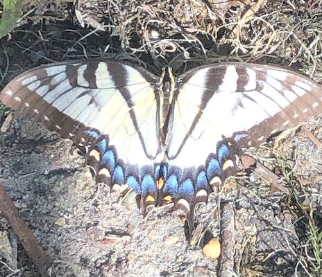 Large yellow, black, and blue butterfly on the ground