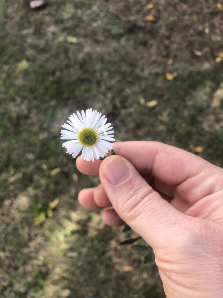 Woman's hand holding flower 